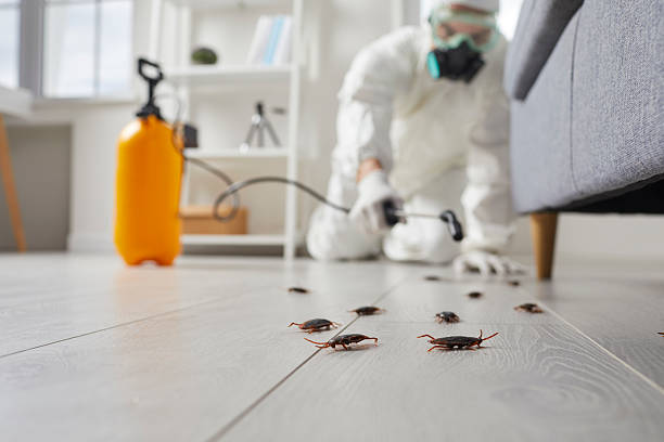 Commercial Rodent Management in Victor
